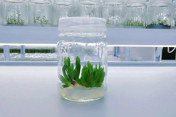 植物WWW.麻豆.COM