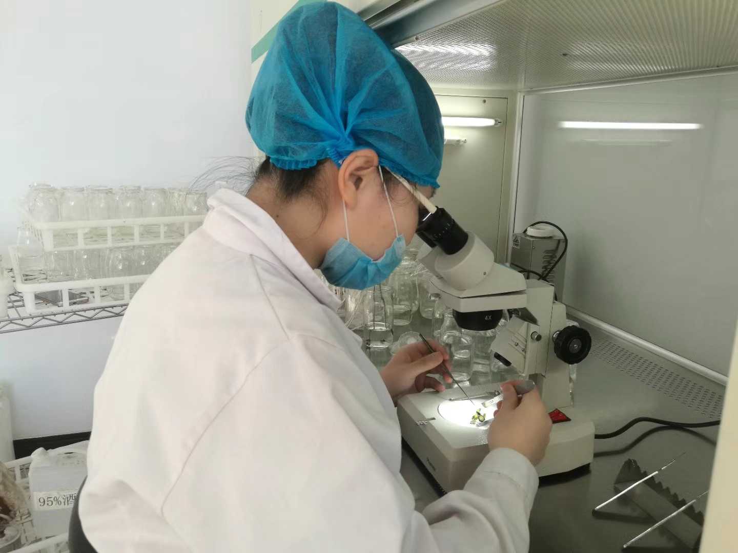 WWW.麻豆.COM苗，WWW.麻豆.COM，组织培养